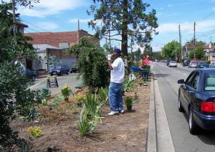 Longfellow median greening 2