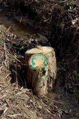 toxic stump in creek