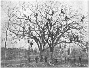 Gypsy Moth Egg Hunt