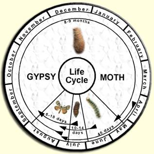 Gypsy Moth Life Cycle
