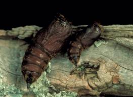 Gypsy Moth pupae