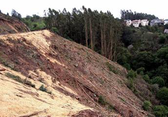 Skyline clearcut