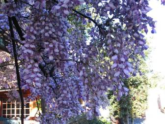 Wisteria Bloom