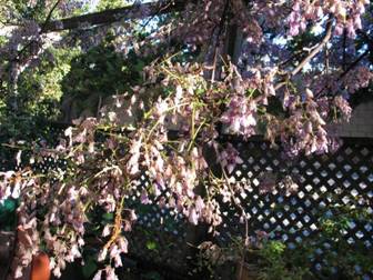 Wisteria Wilt